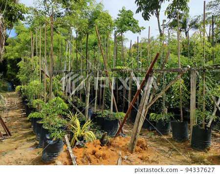 JOHOR, MALAYSIA -MAY 4, 2022: Tropical plants are grown in a plant nursery. The large size of the nursery can accommodate a large number of plants. Sorted by species and grade. 94337627