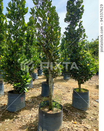 JOHOR, MALAYSIA -MAY 4, 2022: Tropical plants are grown in a plant nursery. The large size of the nursery can accommodate a large number of plants. Sorted by species and grade. JOHOR, MALAYSIA -MAY 4, 2022: Tropical plants are grown in a plant nursery. The large size of the nursery can accommodate a large number of plants. Sorted by species and grade. 94337629