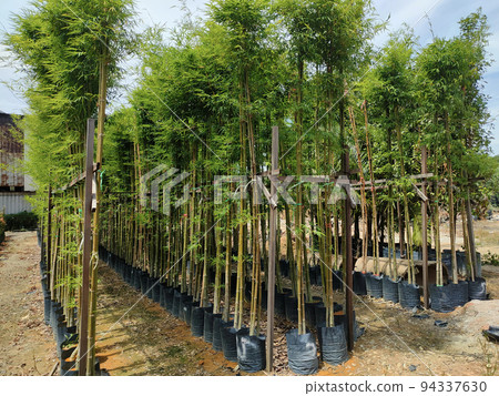 JOHOR, MALAYSIA -MAY 4, 2022: Tropical plants are grown in a plant nursery. The large size of the nursery can accommodate a large number of plants. Sorted by species and grade. 94337630