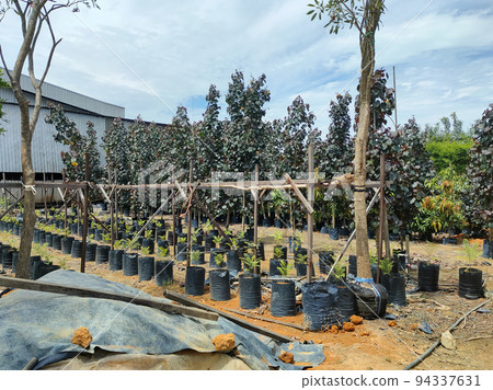 JOHOR, MALAYSIA -MAY 4, 2022: Tropical plants are grown in a plant nursery. The large size of the nursery can accommodate a large number of plants. Sorted by species and grade. 94337631