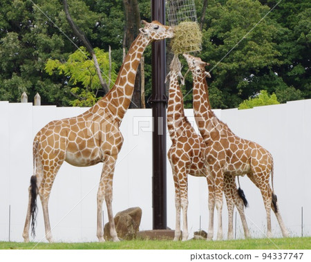 Giraffe Giraffe 94337747
