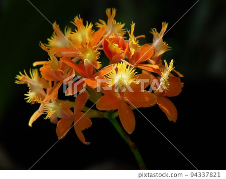 漂浮在黑色背景上的橙色花朵蘭花 (3 月) Epidendrum 02 94337821