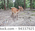 Deer 94337925