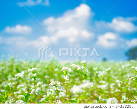 Ojiya City Yamamotoyama Buckwheat Field 94338293