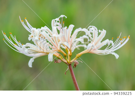 Higanki Hana White 94339225