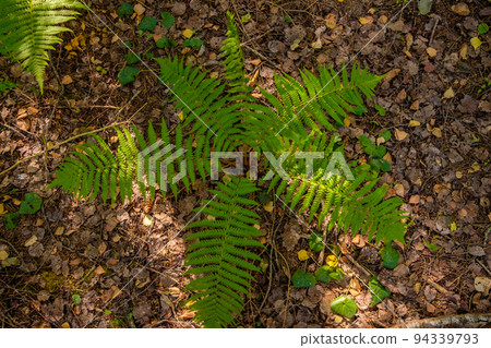Fern in the forest. Fern in the forest. 94339793