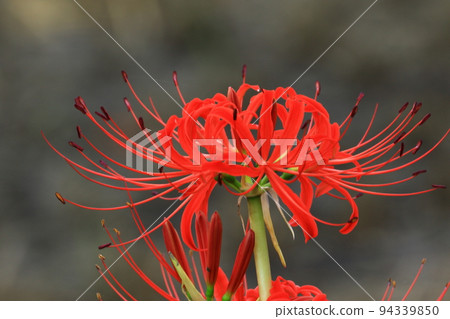 群集孤挺花 94339850