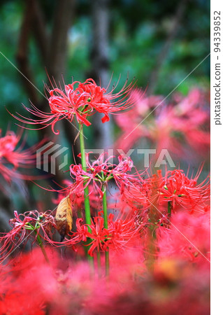 Cluster amaryllis 94339852