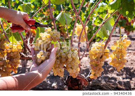 Vermentino grape harvest. Manual harvesting of grapes. Agriculture. Vermentino grape harvest. Manual harvesting of grapes. Agriculture. 94340436