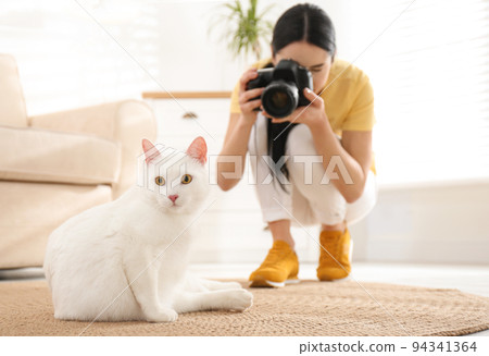 Professional animal photographer taking picture of beautiful white cat indoors 94341364