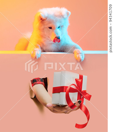 Portrait of adorable cute white Samoyed dog receiving present box isolated over orange background in neon Portrait of adorable cute white Samoyed dog receiving present box isolated over orange background in neon 94341709