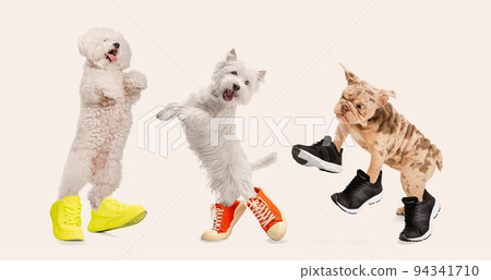 Three purebred dogs in sneakers posing over light grey background. Auutmn outfit for animals Three purebred dogs in sneakers posing over light grey background. Auutmn outfit for animals 94341710