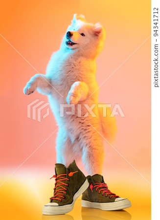 Beautiful, fluffy, purebred white dog standing on hind legs in sneakers isolated over orange background in neon light Beautiful, fluffy, purebred white dog standing on hind legs in sneakers isolated over orange background in neon light 94341712