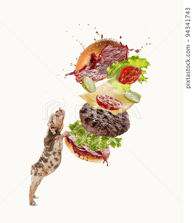 Cute Merle French Bulldog standing with tongue sticking out, eating delicious burger over white background Cute Merle French Bulldog standing with tongue sticking out, eating delicious burger over white background 94341743