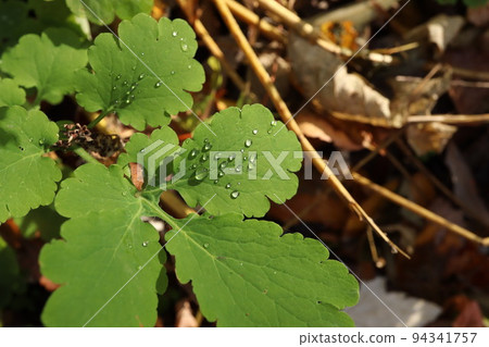 Chelidonium majus, dew on the leaves, autumn 94341757