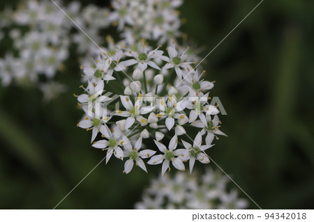 日本秋天的田野裡盛開的白香蔥花 94342018