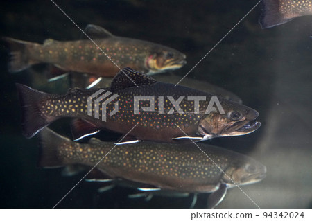 brook trout underwater salvelinus frontinalis fresh water fish 94342024