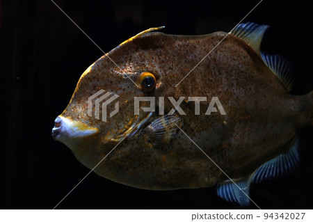 planegead filefish atlantic ocean underwater portrait stephanolepis hispidus 94342027