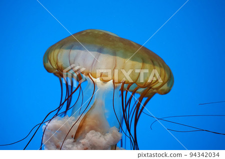 pacific sea nettle jelly fish underwater pacific sea nettle jelly fish underwater 94342034