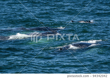 humpback whale eating in cape cod whale watching tour  with atlantic dolphins 94342042