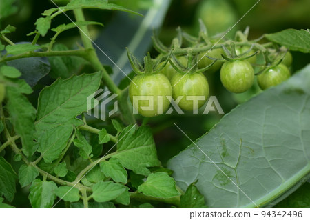 Greesn tomatoes on the bush as a close up Greesn tomatoes on the bush as a close up 94342496
