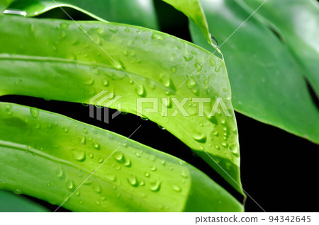 Monstera, Herricane plant or Swiss cheese plant and rain drop Monstera, Herricane plant or Swiss cheese plant and rain drop 94342645