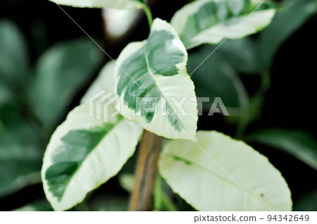 eureka pink variegated or lime plant or lemon tree or variegated lemon or citrus limon foliis variegatis or lemon variegated 94342649