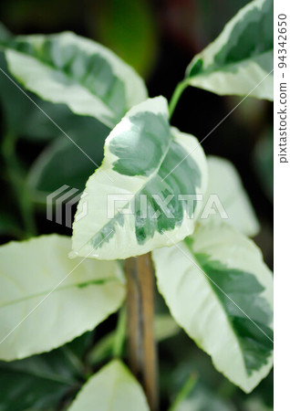 eureka pink variegated or lime plant or lemon tree or variegated lemon or citrus limon foliis variegatis or lemon variegated 94342650