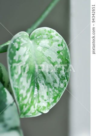 Satin Pothos, Silver hilodendron or Scindapsus pictus Hassk or Argyreus Satin Pothos, Silver hilodendron or Scindapsus pictus Hassk or Argyreus 94342651