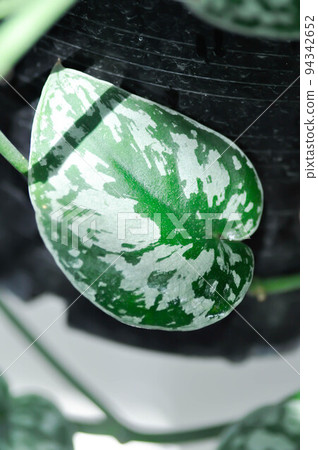 Satin Pothos, Silver hilodendron or Scindapsus pictus Hassk or Argyreus Satin Pothos, Silver hilodendron or Scindapsus pictus Hassk or Argyreus 94342652