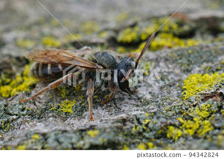 Closeup on a male Mediterranean mining bee, Andrena variabilis with it's typical white snout 94342824