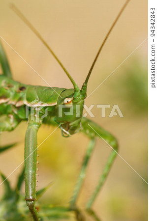 Facial closeup on the endangered, large green Mediterranean Predatory Bush-Cricket , Saga pedo Facial closeup on the endangered, large green Mediterranean Predatory Bush-Cricket , Saga pedo 94342843