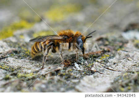 Closeup on a colorful blue-eyed and hairy male Tufted small mason bee, Hoplitis cristatula, sitting on he ground Closeup on a colorful blue-eyed and hairy male Tufted small mason bee, Hoplitis cristatula, sitting on he ground 94342845