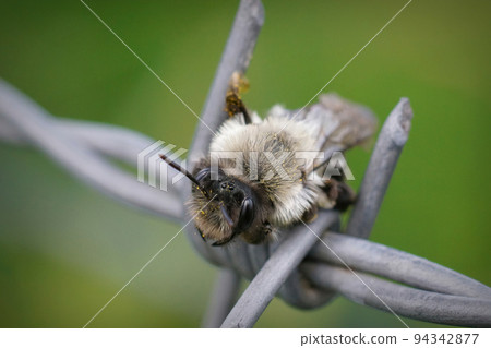 Closeup on a female Grey - backed mining bee, Andrena vaga, trying to find a safe spot in barbwire 94342877
