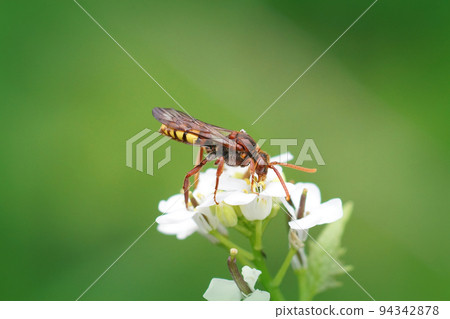 Closeup of a nice red colored Flavous Nomad bee, Nomada flava sipping nectar from Garlic mustard, Alliaria petiolata 94342878