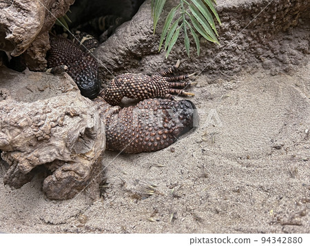 Closeup on 2 Gila monster, Heloderma suspectum, sleeping in a terrarium, Oliemeulen Tilburg, 94342880
