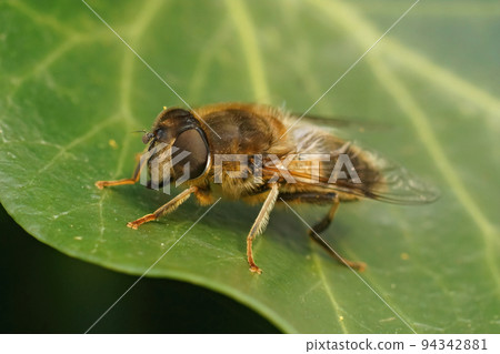 Detailed closeup of a hairy Common drone fly, Eristalix tenax , sitting on a green Common ivy leaf Detailed closeup of a hairy Common drone fly, Eristalix tenax , sitting on a green Common ivy leaf 94342881