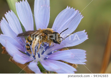 Closeup on a female Great banded furrow bee, Halictus scabiosae sitting in a blue Wild chicory flower Closeup on a female Great banded furrow bee, Halictus scabiosae sitting in a blue Wild chicory flower 94342883