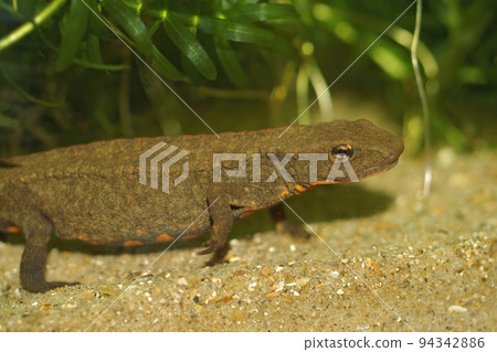 Closeup on an aquatic Asian Hong Kong Warty Newt, Paramesotriton hongkongensis Closeup on an aquatic Asian Hong Kong Warty Newt, Paramesotriton hongkongensis 94342886