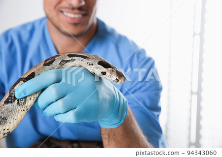 Male veterinarian examining boa constrictor in clinic, closeup 94343060