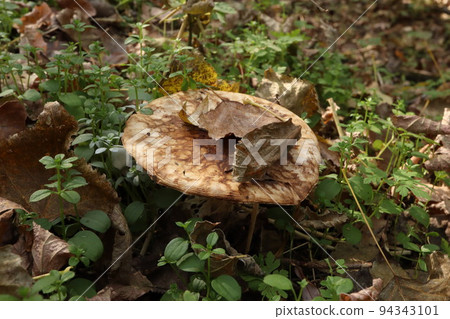 Lepiota aspera in the autumn forest with dry leaves, autumn mushrooms Lepiota aspera in the autumn forest with dry leaves, autumn mushrooms 94343101