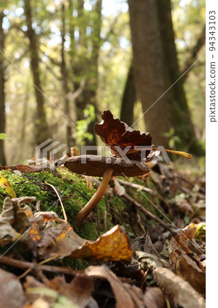 Lepiota aspera in the autumn forest with dry leaves, autumn mushrooms 94343103