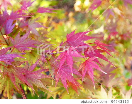 色彩鮮豔的秋葉特寫 色彩鮮豔的秋葉特寫 94343113