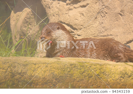 A beautiful otter on the shore of a pond. Selective focus. 94343159