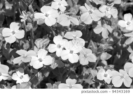 Black and white photo of blooming flowers in a flower bed. Nature background. Black and white photo of blooming flowers in a flower bed. Nature background. 94343169