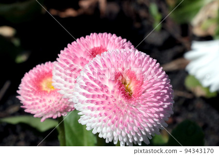 Close up of a flowering perennial daisy. Close up of a flowering perennial daisy. 94343170