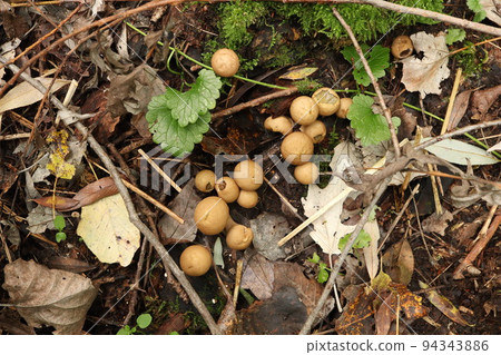 Lots of Lycoperdon mushrooms fresh in the rainy forest 94343886