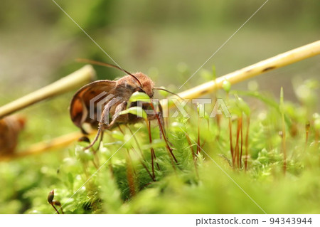 Agrochola circellaris sits in the moss in the forest 94343944