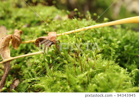 Agrochola circellaris sits in the moss in the forest 94343945
