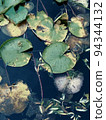 Water green lily in the clear pond 94344132